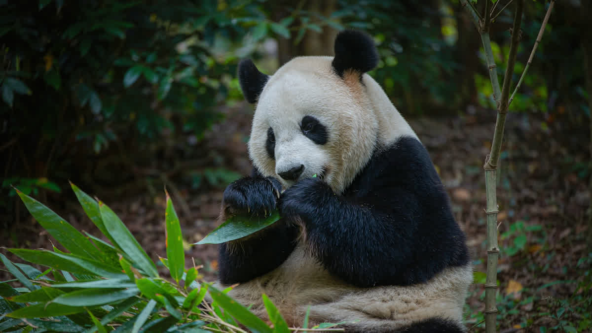 A giant panda eating bamboo leaves in a lush green forest clearing