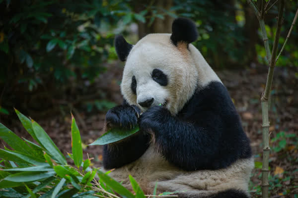 where-to-see-giant-pandas
